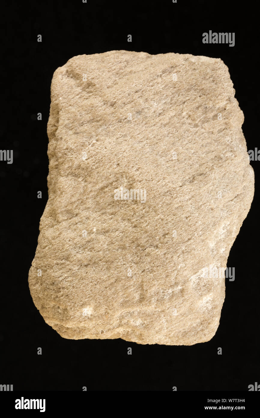 La pomice, una roccia ignea, da Mono County, California. Foto Stock