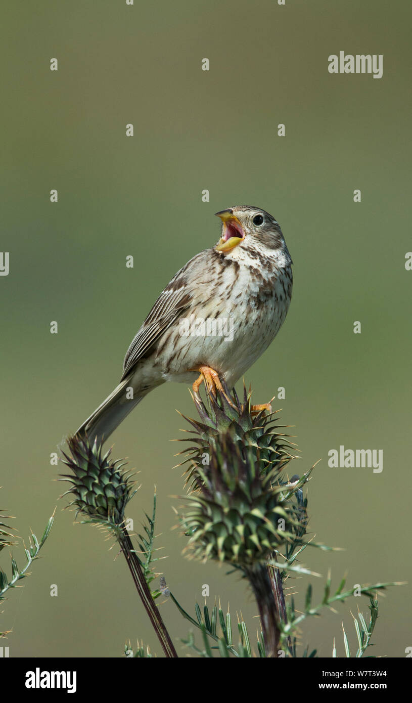 Corn Bunting (Emberiza calandra) arroccato su una testa di cardo, cantando, Castro Verde, Alentejo, Portogallo, Aprile. Foto Stock