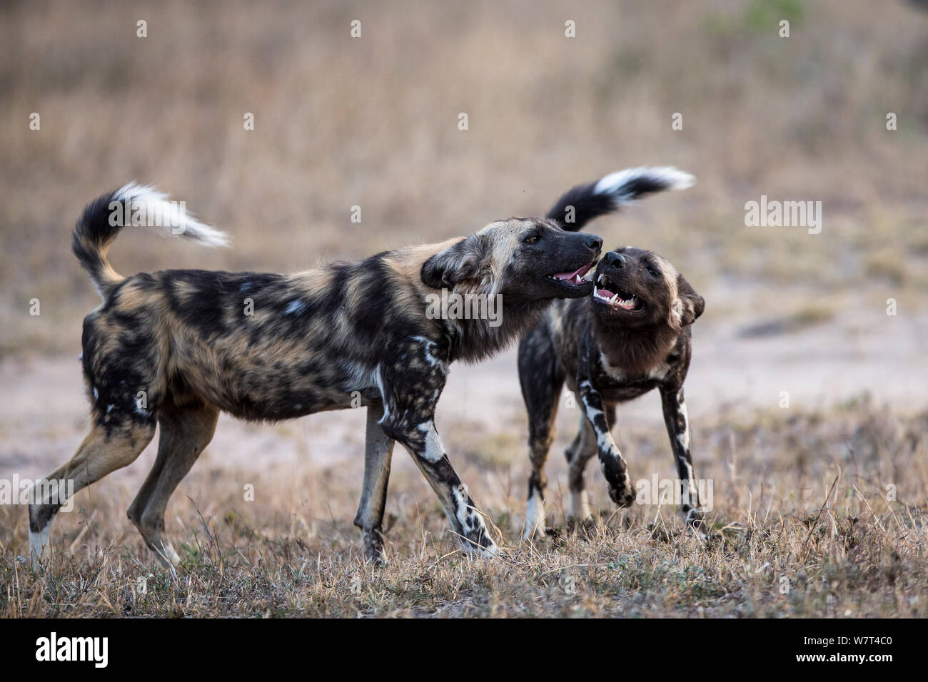 Due Paesi africani cani selvatici (Lycaon pictus) saluto, Mala Mala Game Reserve, Sud Africa, Giugno. Foto Stock
