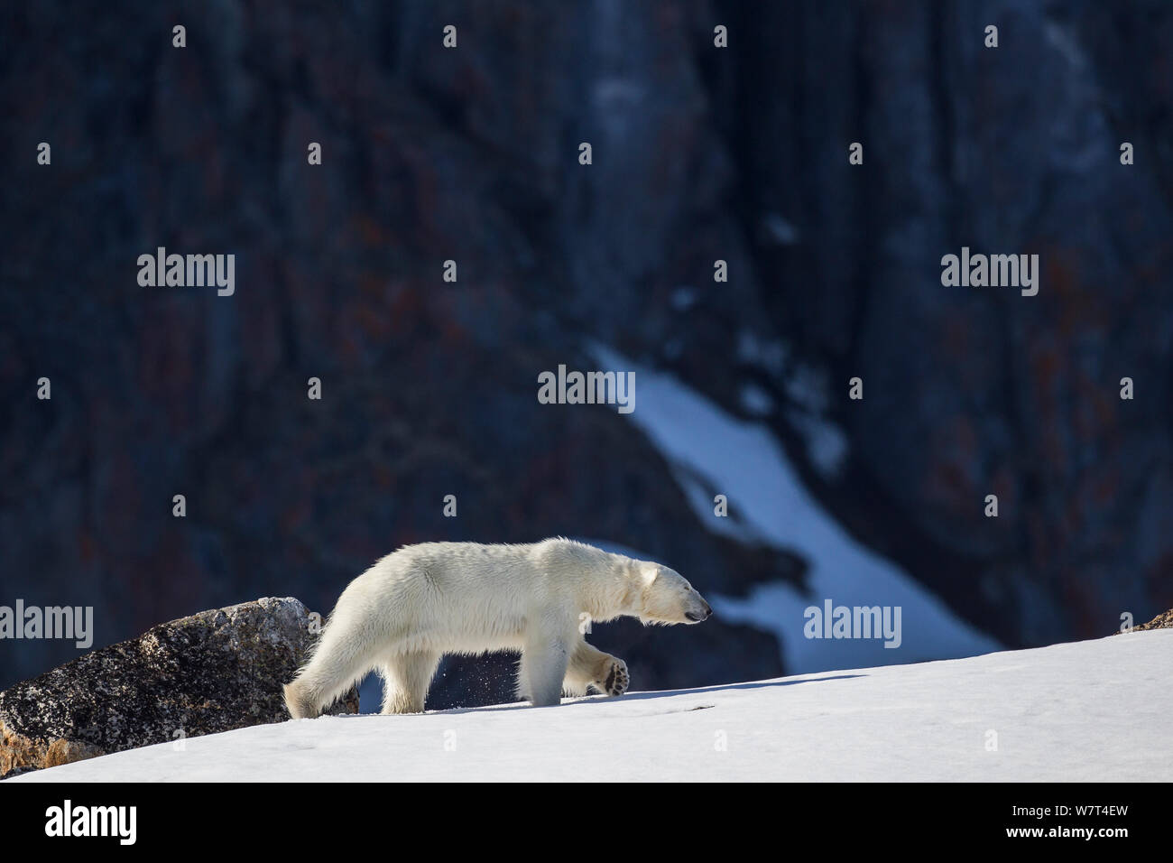 Orso polare (Ursus maritimus), isole Svalbard Norvegia, Giugno. Foto Stock