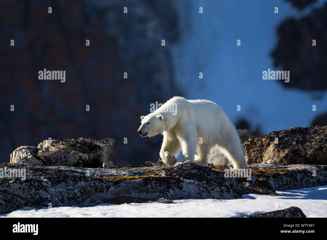 Orso polare (Ursus maritimus), isole Svalbard Norvegia, Giugno. Foto Stock