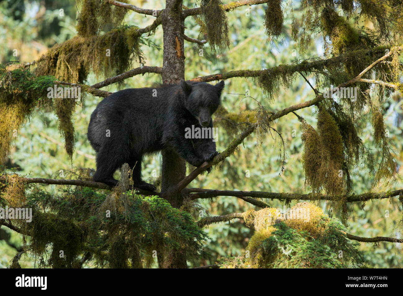 Grande Black Bear (Ursus americanus) elevata in Sitka Spruce tree (Picea sitchensis), a fianco di Anan Creek, Alaska, Luglio. Foto Stock