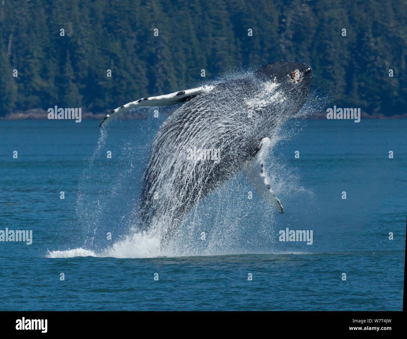 Goosneck cirripedi sulla ganascia superiore di una violazione Humpback Whale (Megaptera novaeangliae), Federico il suono, il passaggio interno di Alaska, Luglio. Foto Stock