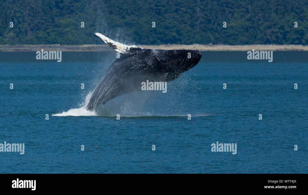 Violare Humpback Whale (Megaptera novaeangliae), il passaggio interno di Alaska, Luglio. Foto Stock