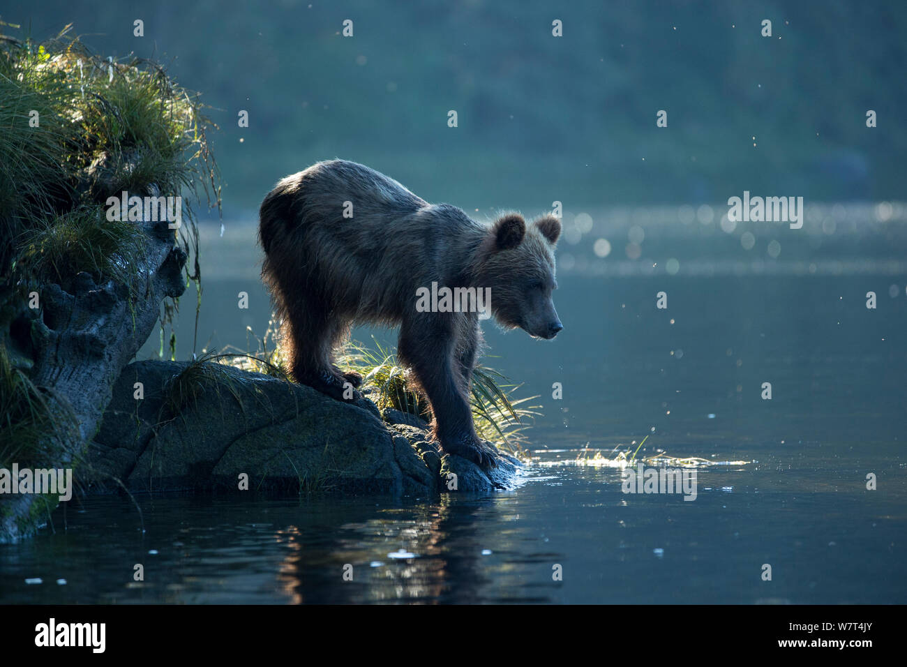 I capretti l'orso bruno (Ursus arctos) alla ricerca di cibo sulle rive dell'Anan Creek Laguna, Alaska, Luglio. Foto Stock