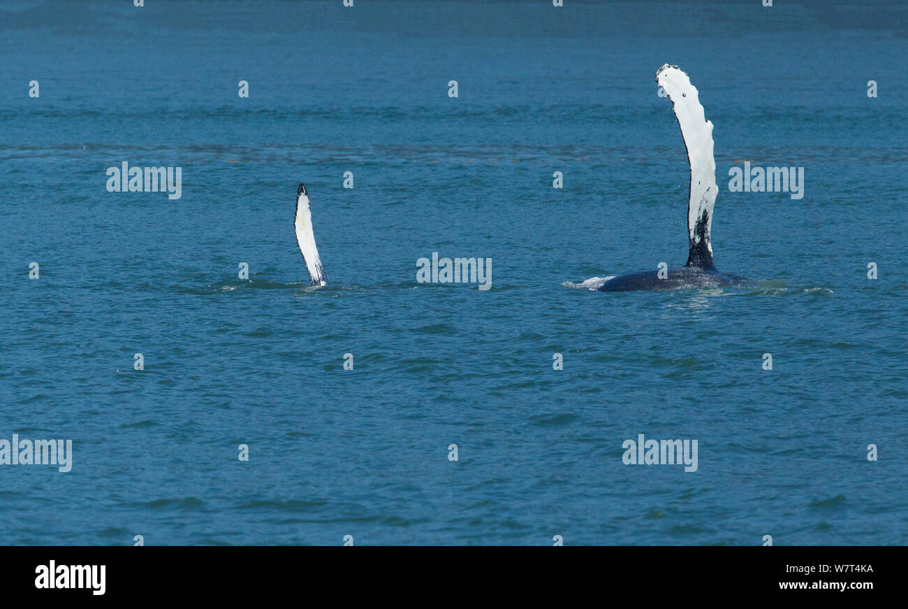 Madre e vitello Humpback Whale (Megaptera novaeangliae) presentano entrambe una pinna pettorale come nuotano sui loro lati nel passaggio interno di Alaska, Luglio. Foto Stock