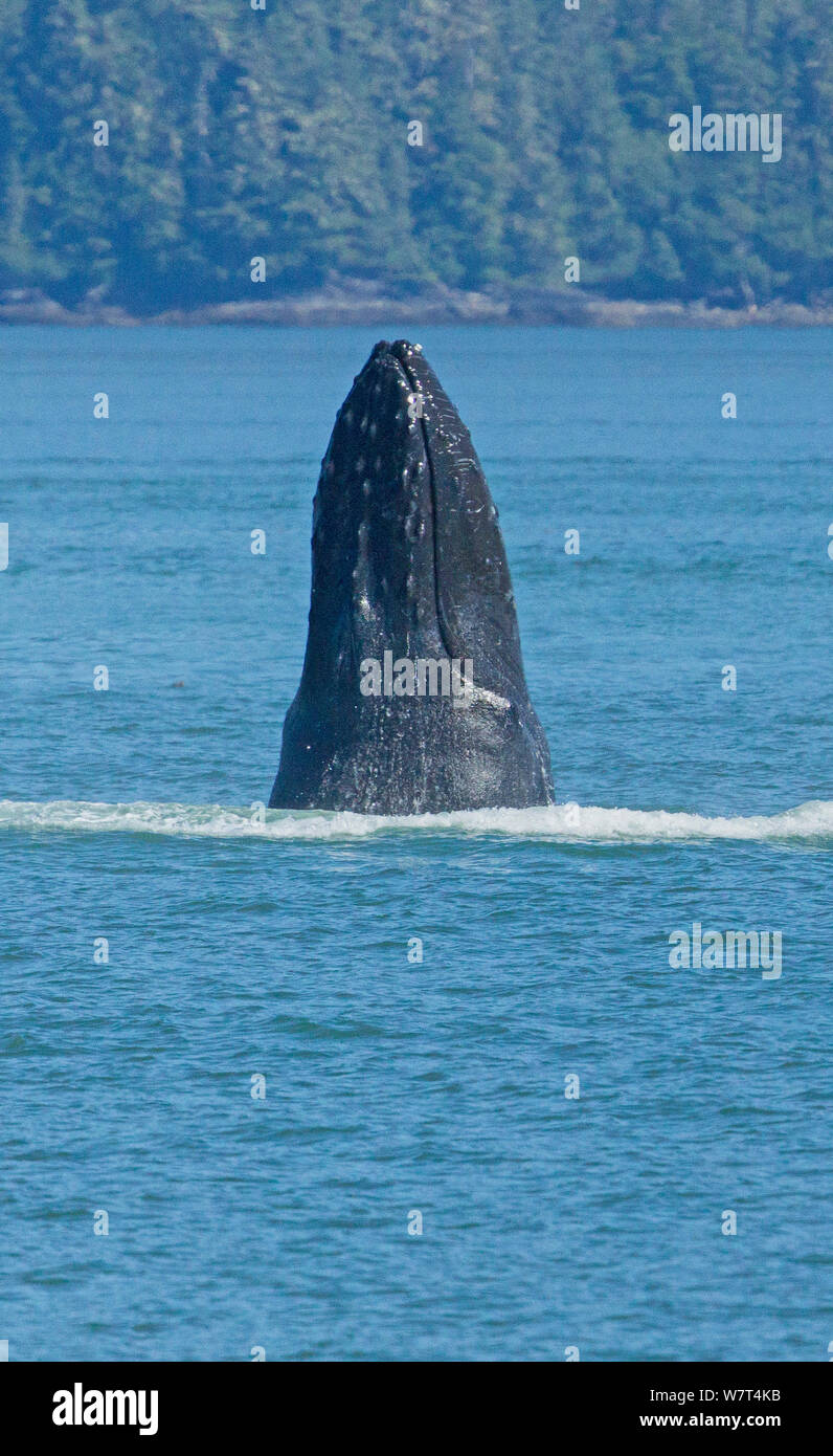 Humpback Whale (Megaptera novaeangliae) permanente sulla sua coda, spy hopping, il passaggio interno, Federico Suono, Alaska, Luglio. Foto Stock