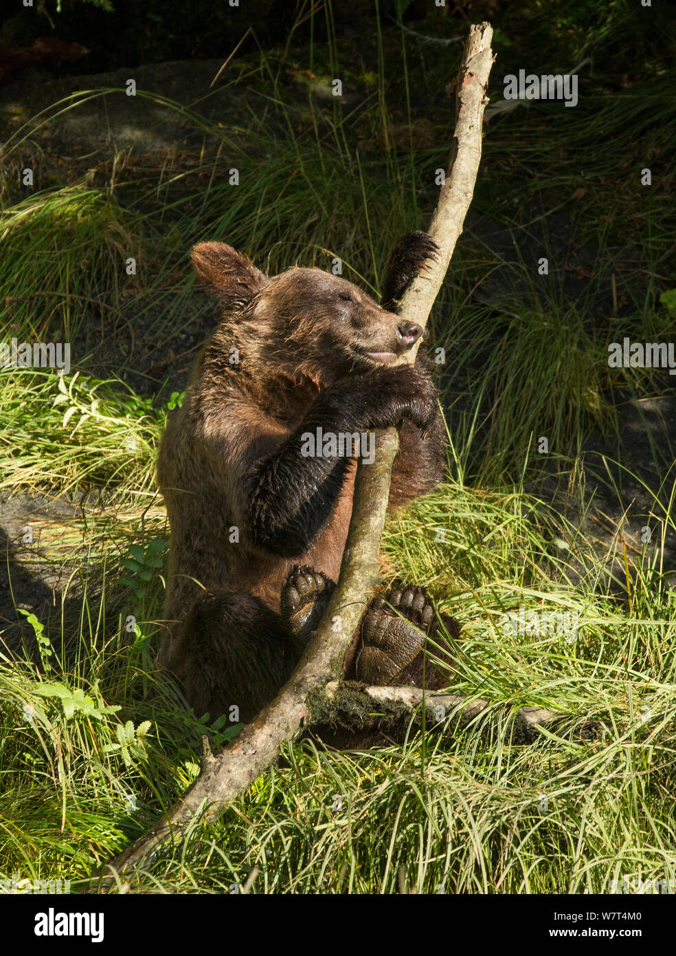 I giovani l'orso bruno (Ursus arctos) giocando con un ramo, il Tongass National Forest di Alaska, Luglio. Foto Stock