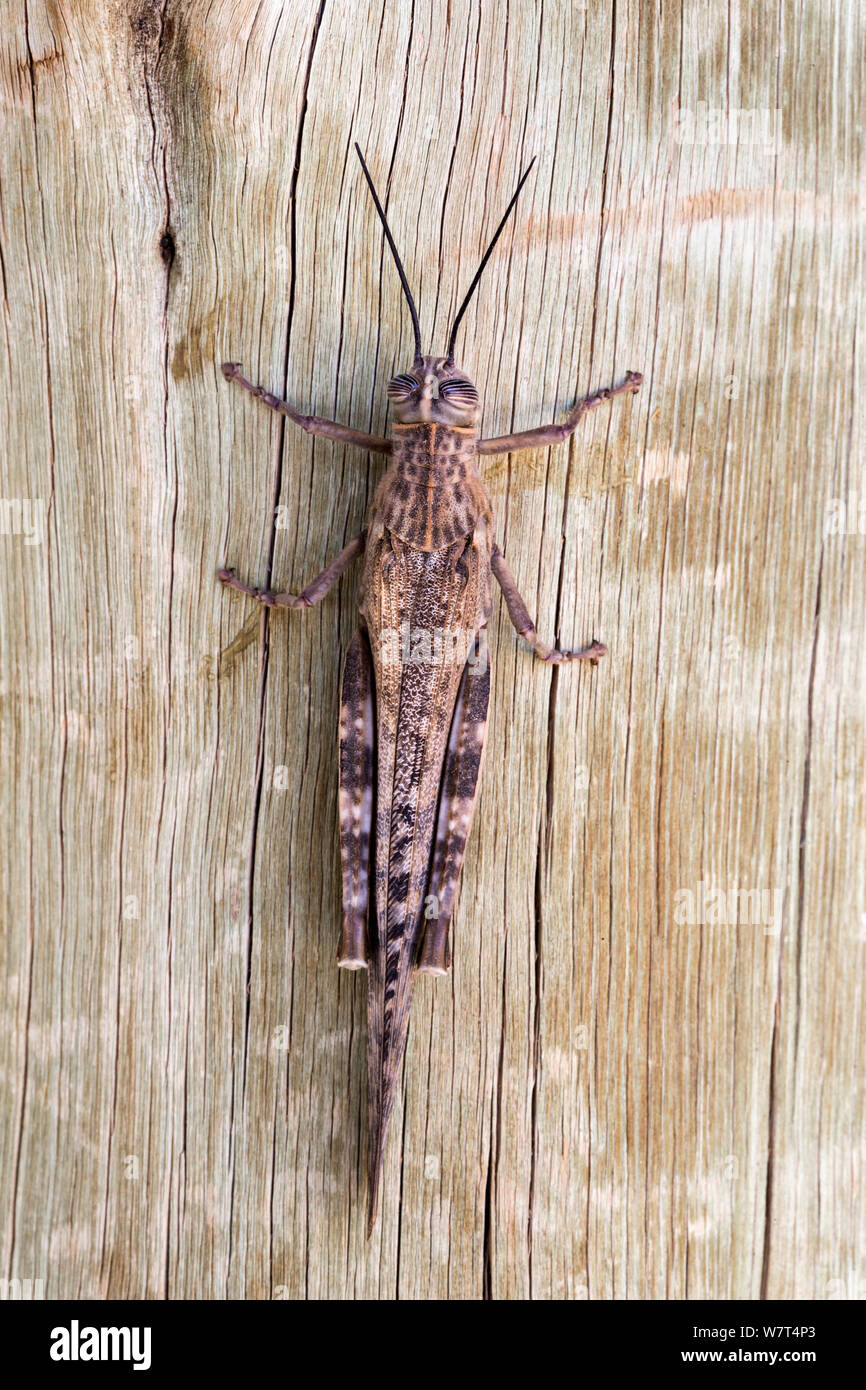 Grasshopper (Famiglia Acrididae) Namib Desert, Namibia, può Foto Stock