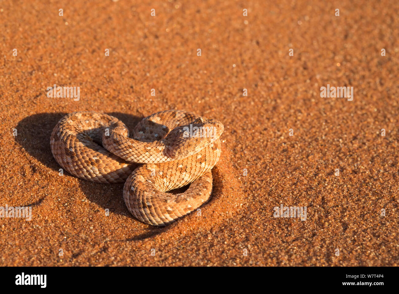 Peringuey&#39;s sommatore / Sidewinding sommatore (Bitis peringueyi), Namib Desert, Namibia, può Foto Stock