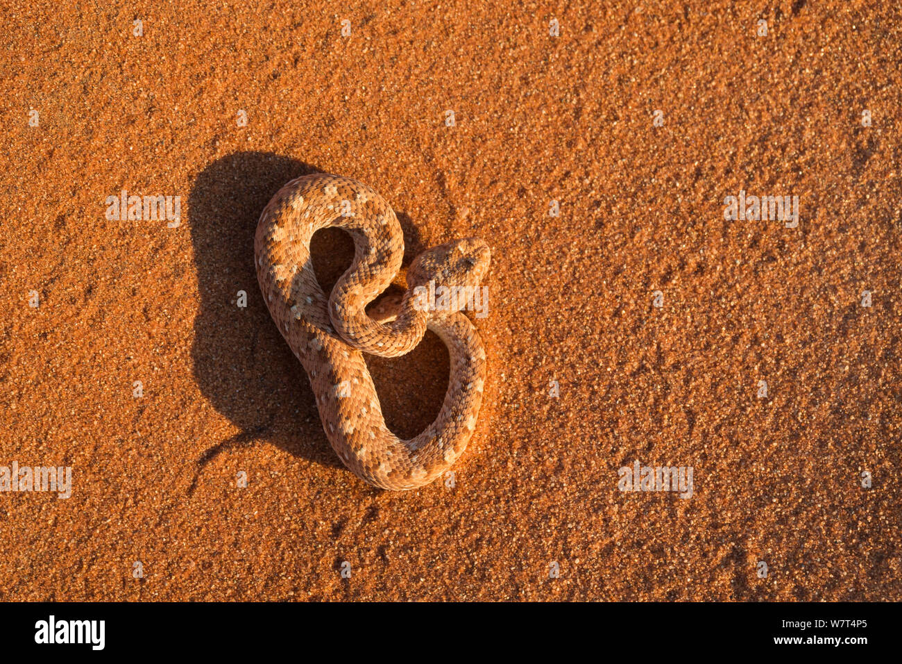 Peringuey's sommatore / Sidewinding sommatore (Bitis peringueyi), Namib Desert, Namibia, può Foto Stock Peringuey's sommatore / Sidewinding sommatore (Bitis peringueyi), Namib Desert, Namibia, può Foto Stock