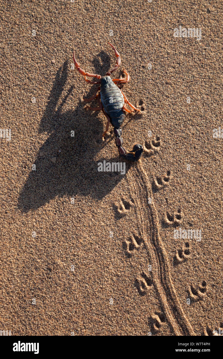 Nero thicktailed pelose scorpion (Parabuthus villosus), Namib Desert, Namibia, Aprile Foto Stock