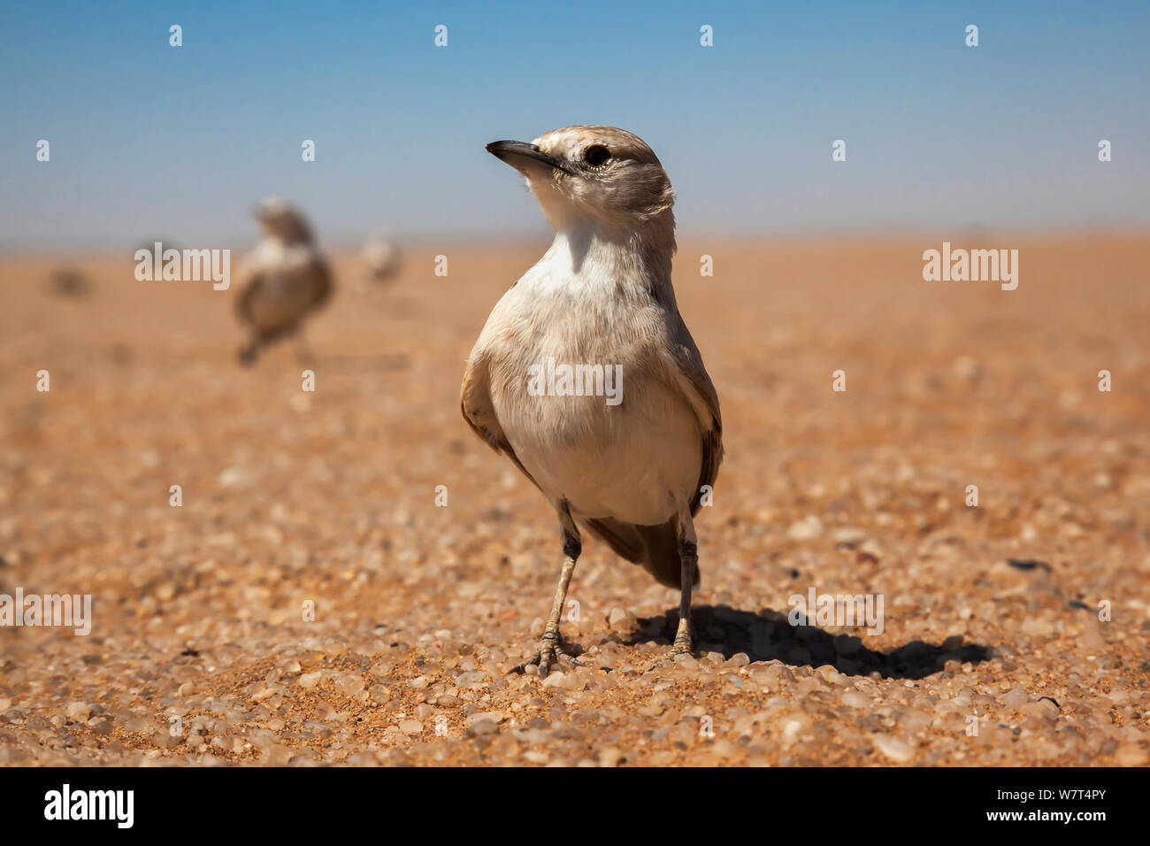 Grigio&#39;s lark (Ammomanes grayi), Namib Desert, Namibia, Aprile Foto Stock