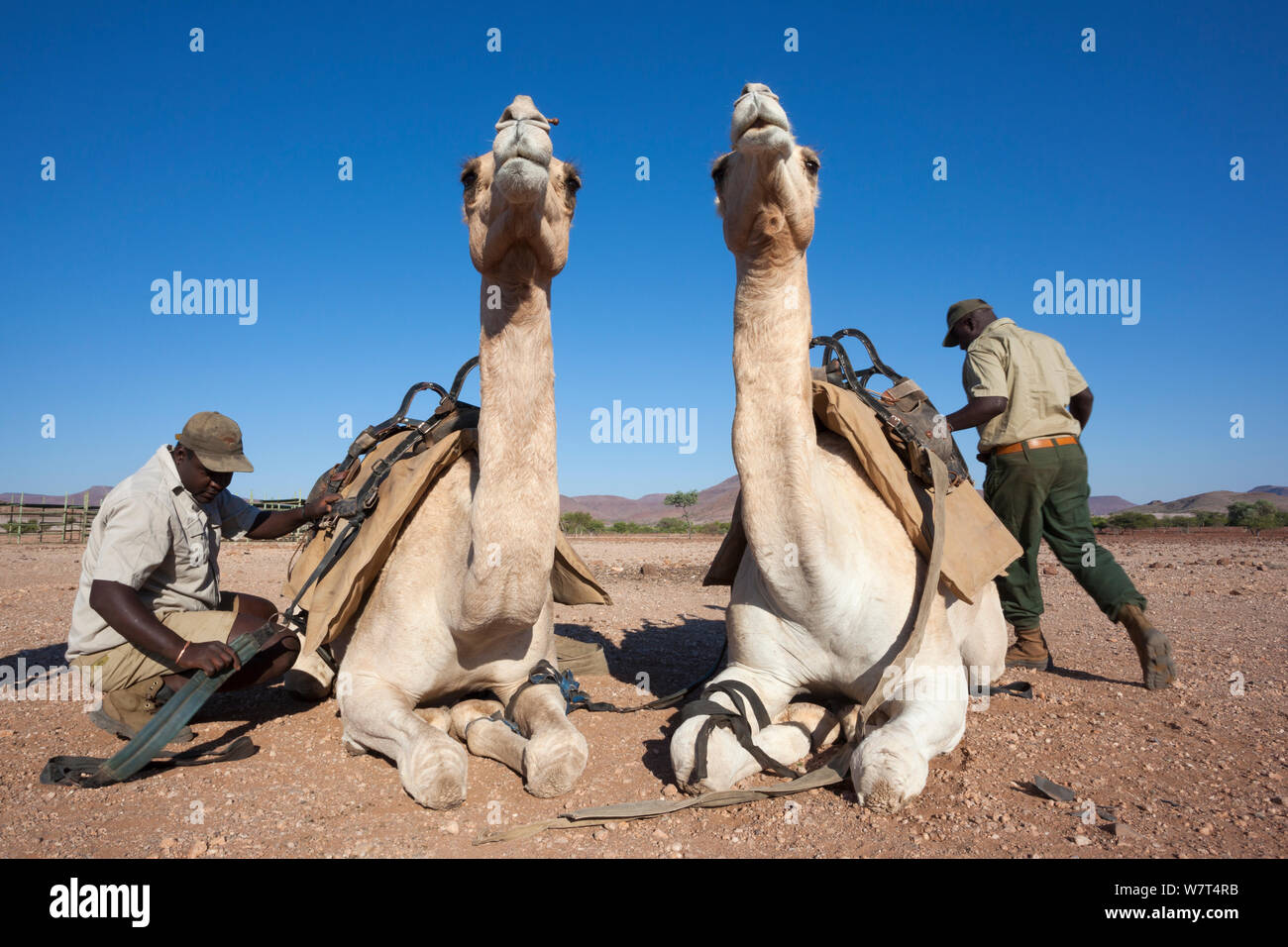 Salvare la fiducia di Rhino Camp cammello patrol i membri del team con i cammelli, regione di Kunene, Namibia, Maggio 2013 Foto Stock