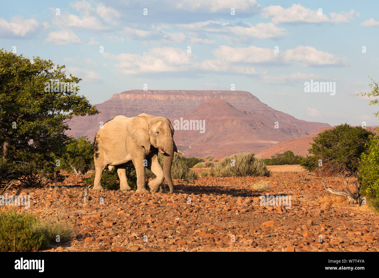 Elefante Desert Bull, ( Loxodonta africana) con Etendeka montagne sullo sfondo, deserto nel campo di Rhino, regione di Kunene, Namibia, può Foto Stock