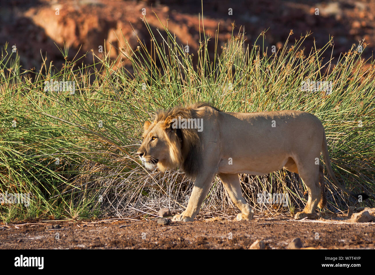 Desert lion (Panthera leo) radio maschio a collare, regione di Kunene, Namibia, Africa, maggio Foto Stock