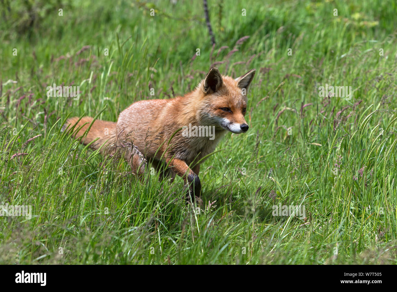 Red Fox (Vulpes vulpes vulpes) captive, UK, Giugno Foto Stock