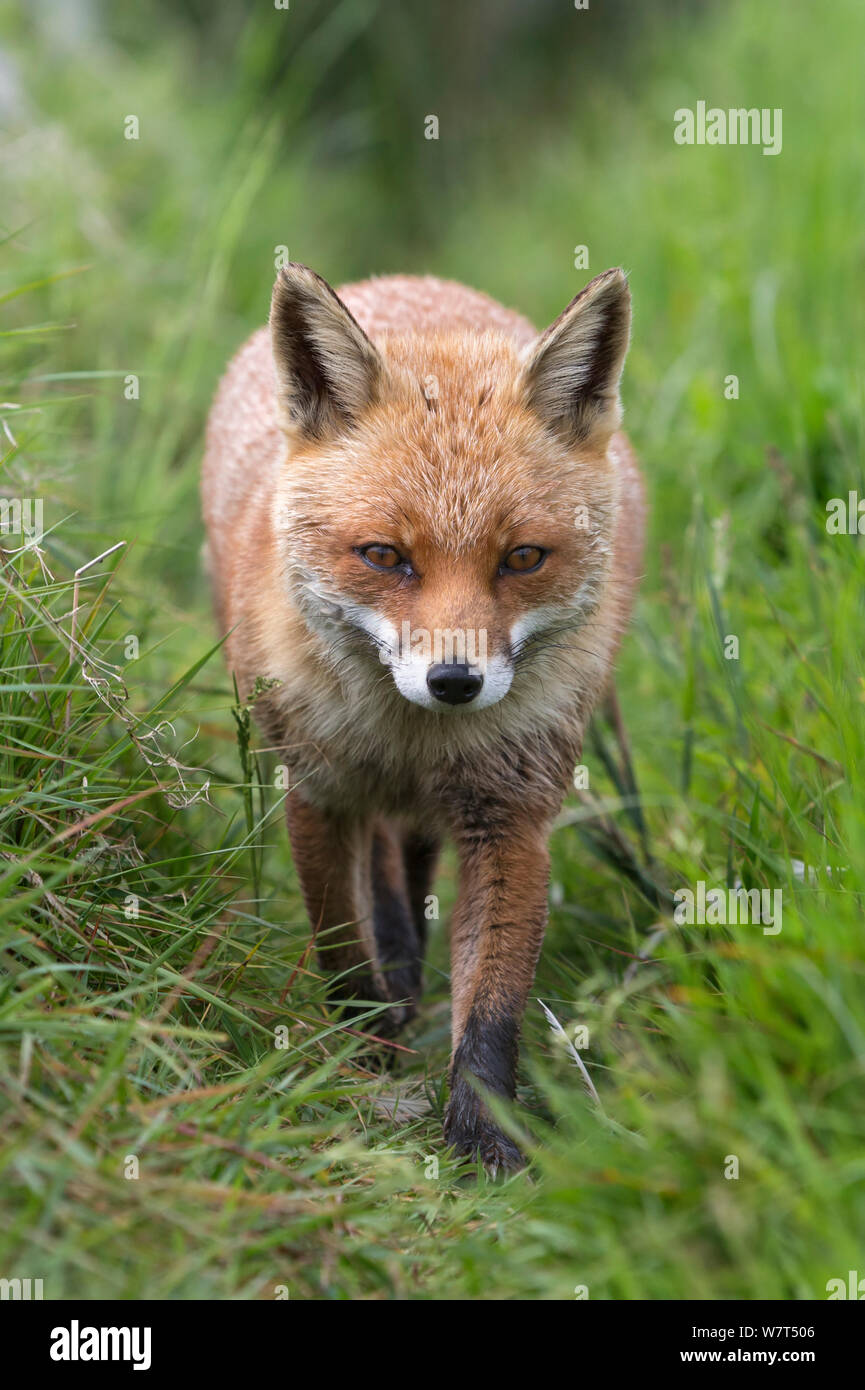 Red Fox (Vulpes vulpes vulpes) captive, UK, Giugno Foto Stock