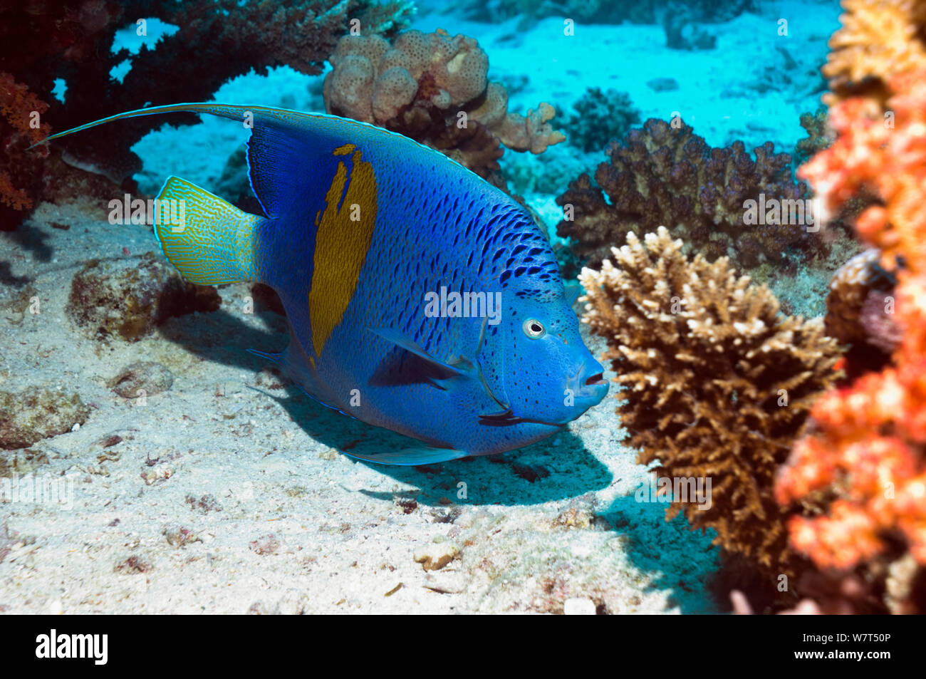 Yellowbar angelfish (Pomacanthus maculosus) Egitto, Mar Rosso. Foto Stock