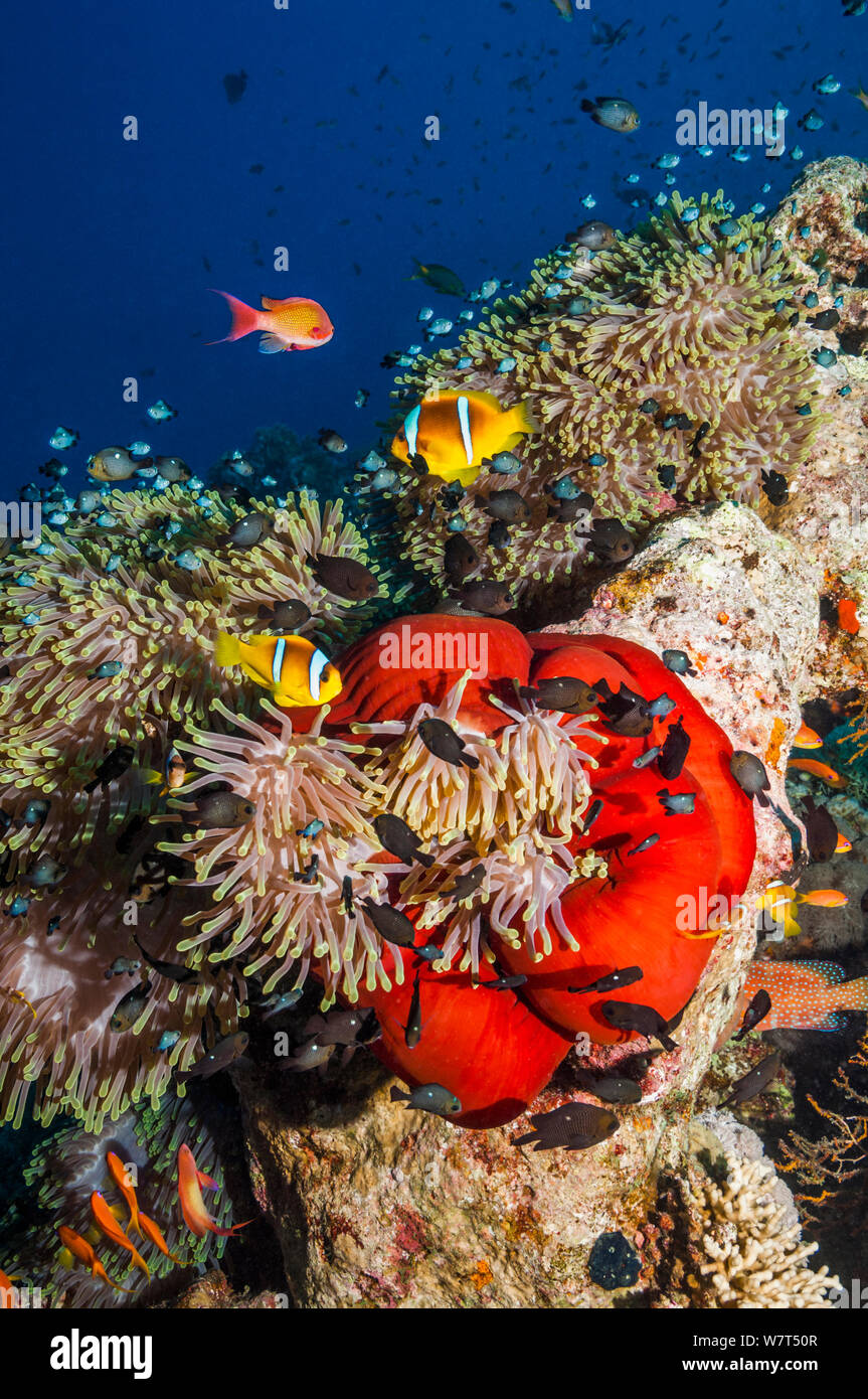 Mar Rosso (anemonefish Amphiprion bicinctus) con magnifica (anemone Heteractis manifica) Egitto, Mar Rosso. Foto Stock