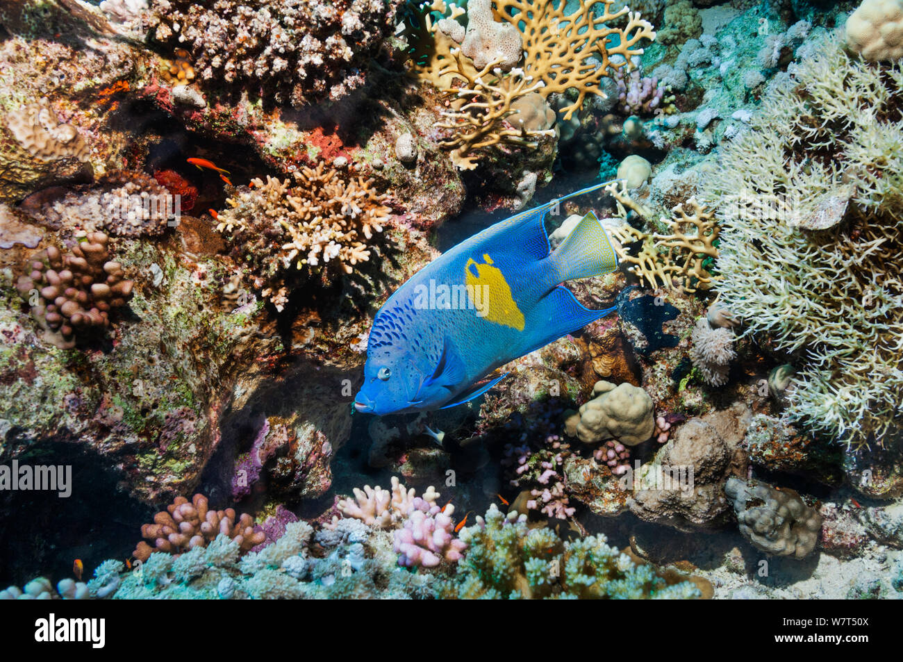 Yellowbar angelfish (Pomacanthus maculosus) nuoto sulla barriera corallina. Egitto, Mar Rosso. Foto Stock