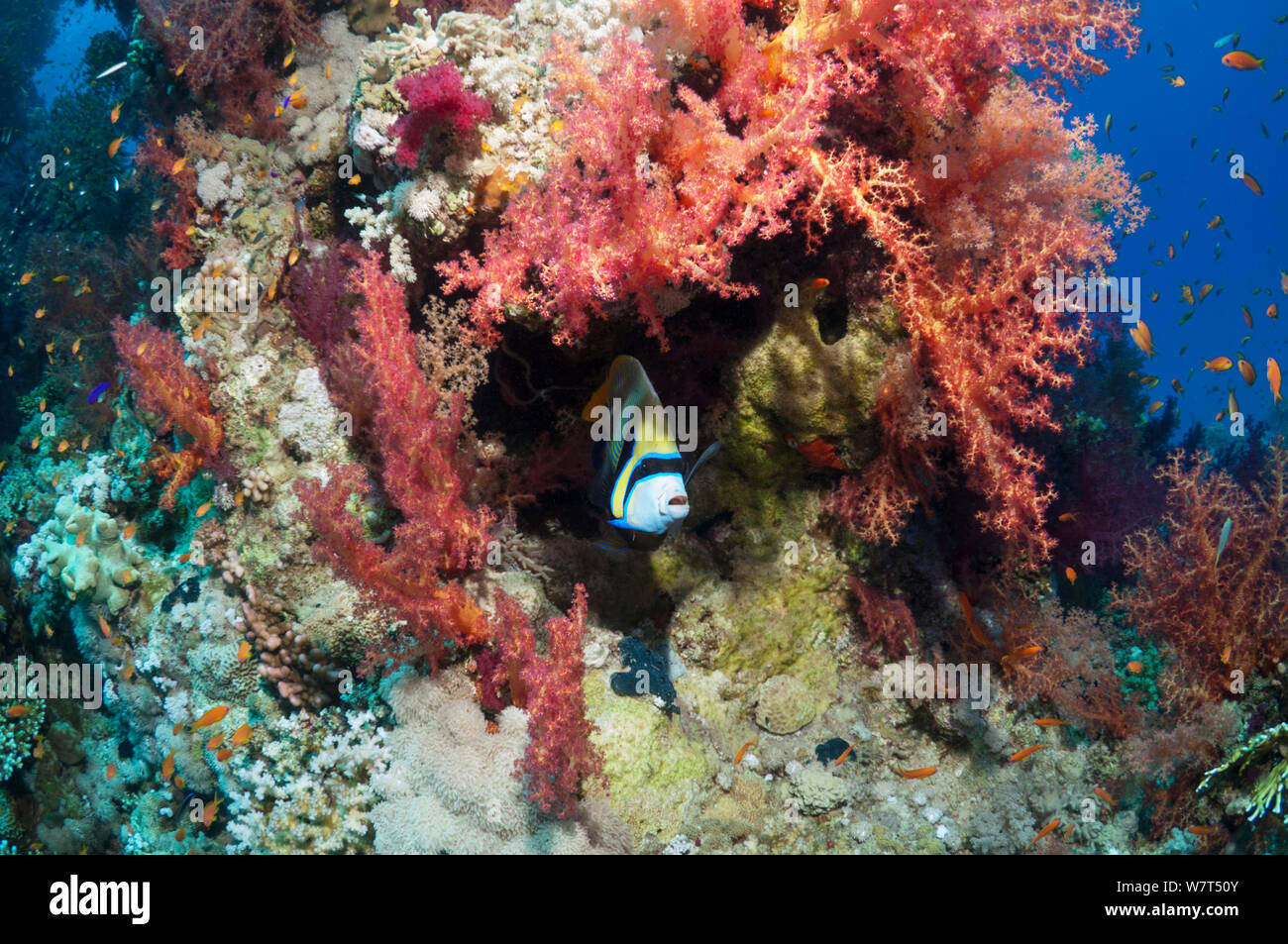 Coral reef paesaggi con un Imperatore angelfish (Pomacanthus imperator) e coralli molli. Egitto, Mar Rosso. Foto Stock