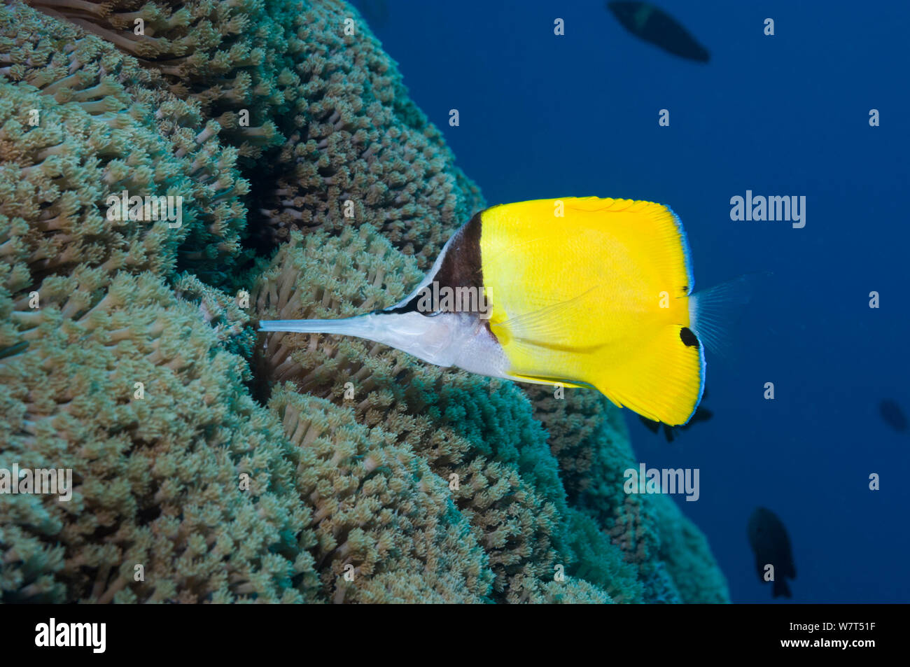 A becco lungo (butterflyfish Forcipiger flavissimus) Lembeh strait, Nord Sulawesi, Indonesia. Foto Stock