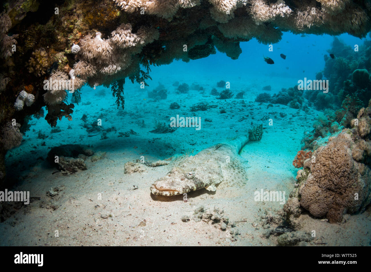 Beaufort pesci coccodrillo (Cymbacephalus beauforti) sotto la sporgenza di corallo sul fondo sabbioso. Egytp, Mar Rosso. Foto Stock