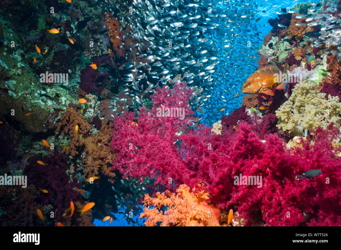 Coral reef paesaggi con coralli molli (Dendronephthya sp), un corallo hind (Cephalopholus miniata) e spazzatrici pigmeo (Parapriacanthus guentheri) Egitto, Mar Rosso. Foto Stock