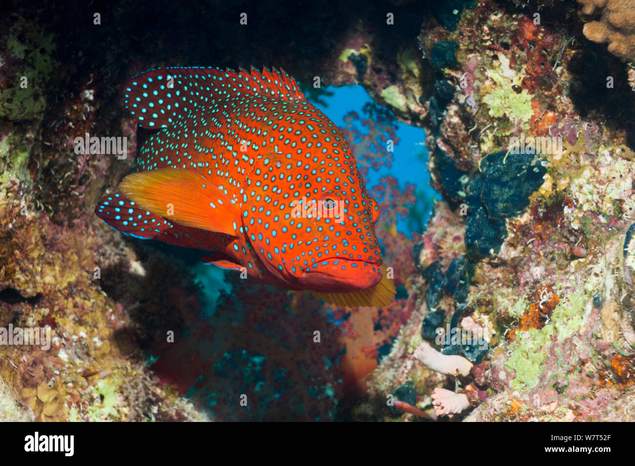 Coral hind (Cephalopholis miniata) sotto la sporgenza di corallo. Egitto, Mar Rosso. Foto Stock