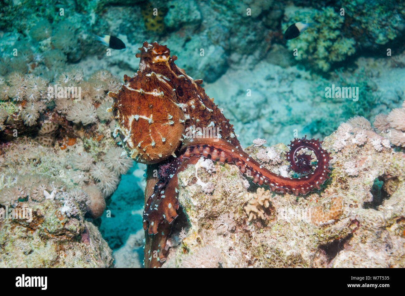 Giorno polpo (Octopus cyanea) Mare Rosso, Egitto. Foto Stock