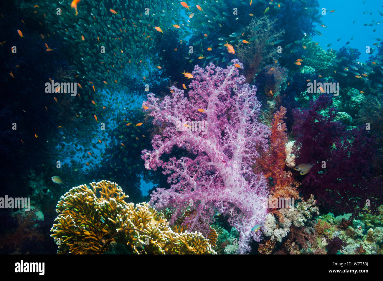 Soft Coral (Dendronephthya sp.), alimentazione 'gonfiato'. I coralli morbidi hanno la capacità di cambiare costantemente forma mediante espansione / deflazione del corpo. Egitto, Mar Rosso. Foto Stock