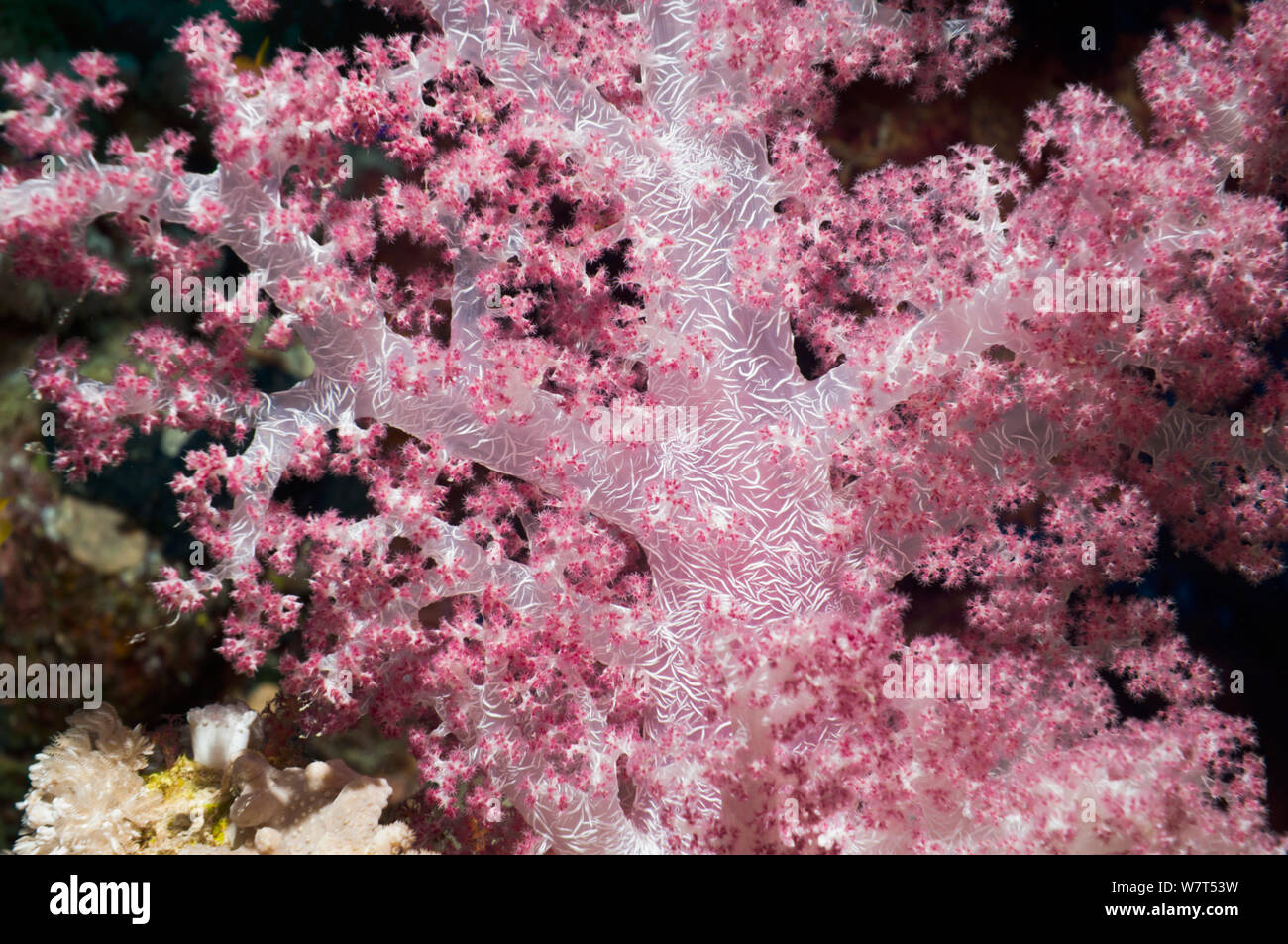 Coralli molli Dendronephthya (sp) che mostra embedded spicole / sclerites. Egitto, Mar Rosso. Foto Stock