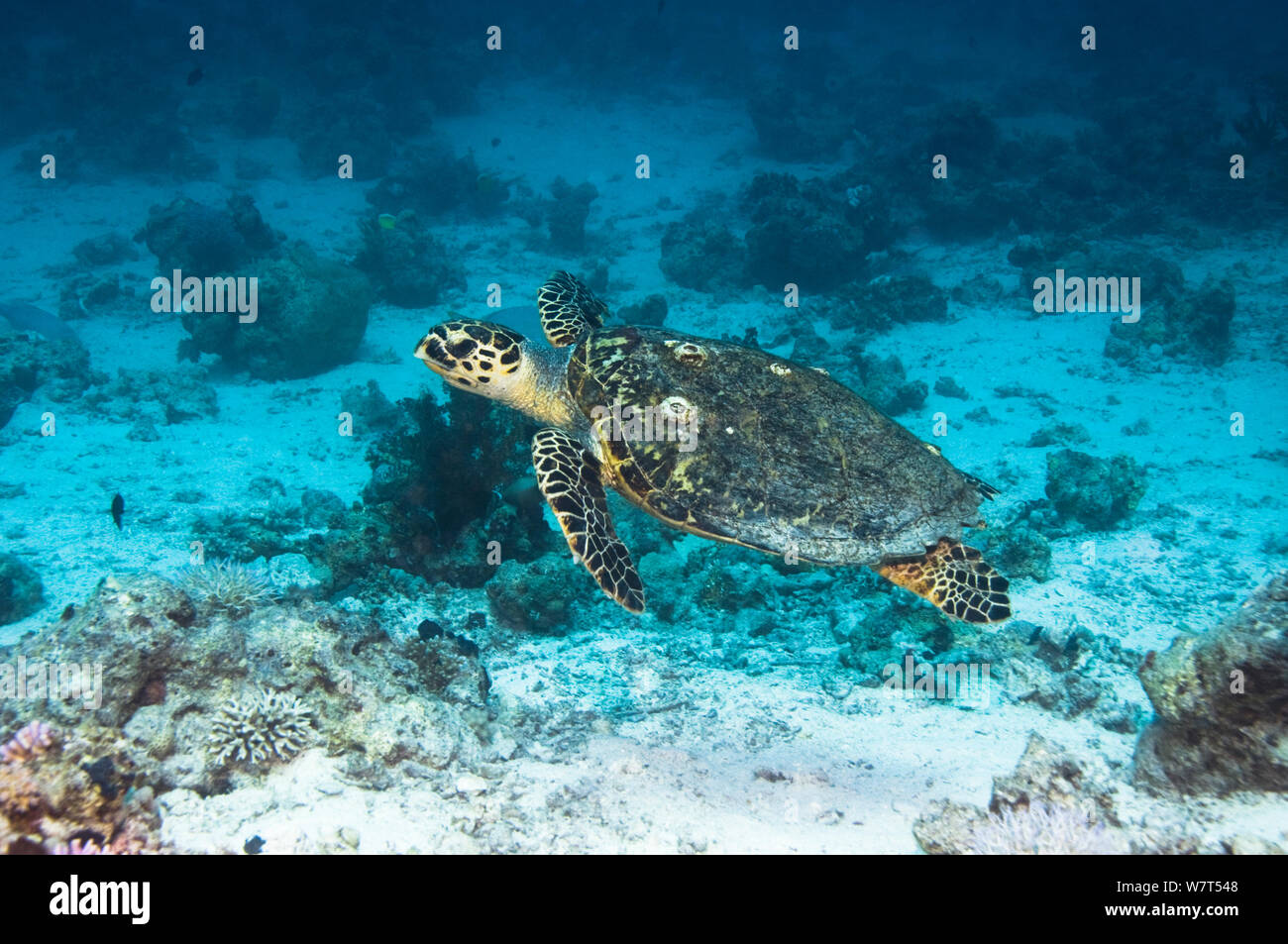 Tartaruga embricata (Eretmochelys imbricata) nuoto sulla barriera corallina. Egitto, Mar Rosso. Foto Stock