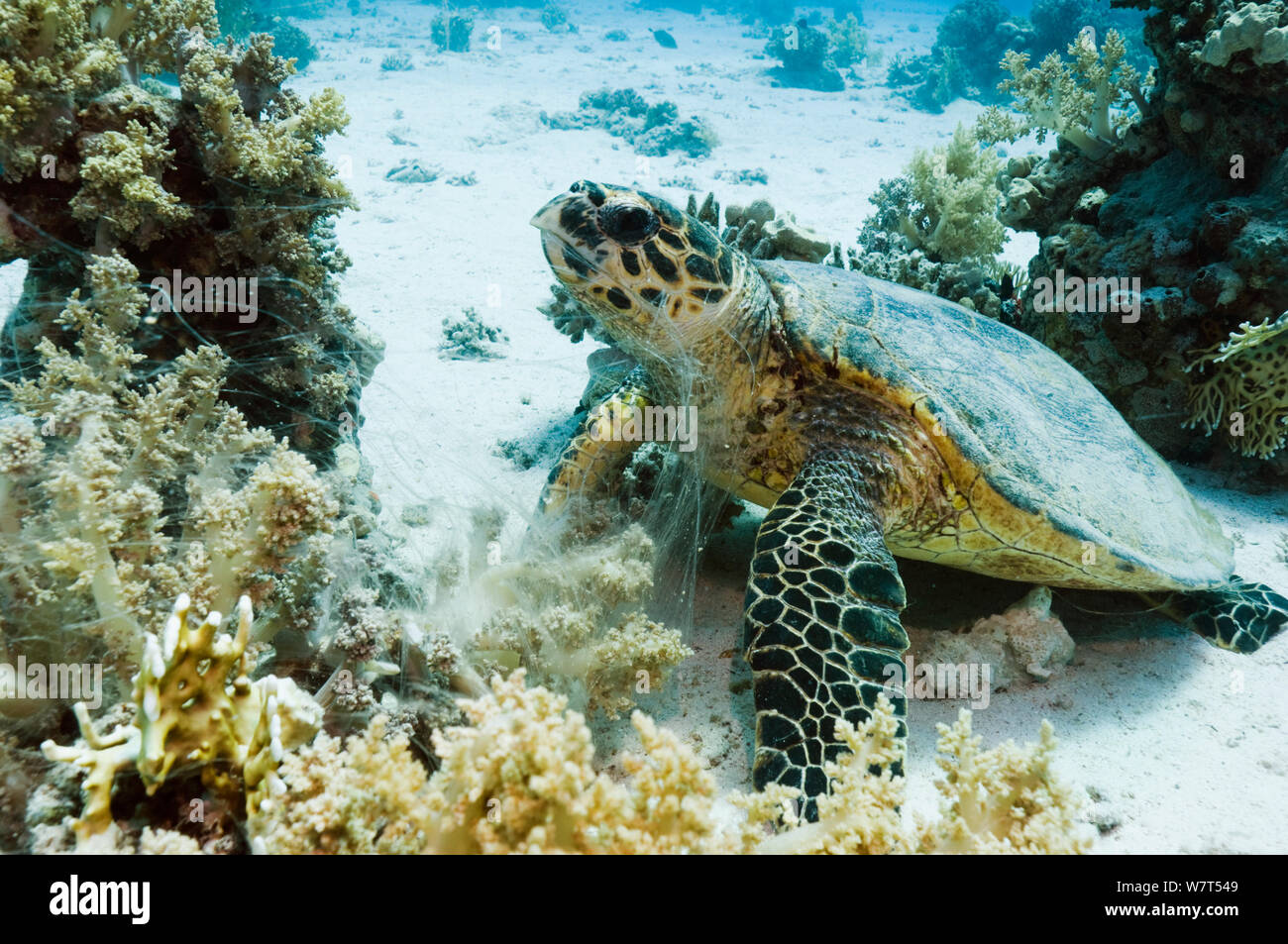 Tartaruga Verde (Chelonia Mydas) alimentazione su coralli molli. Egitto, Mar Rosso. Foto Stock