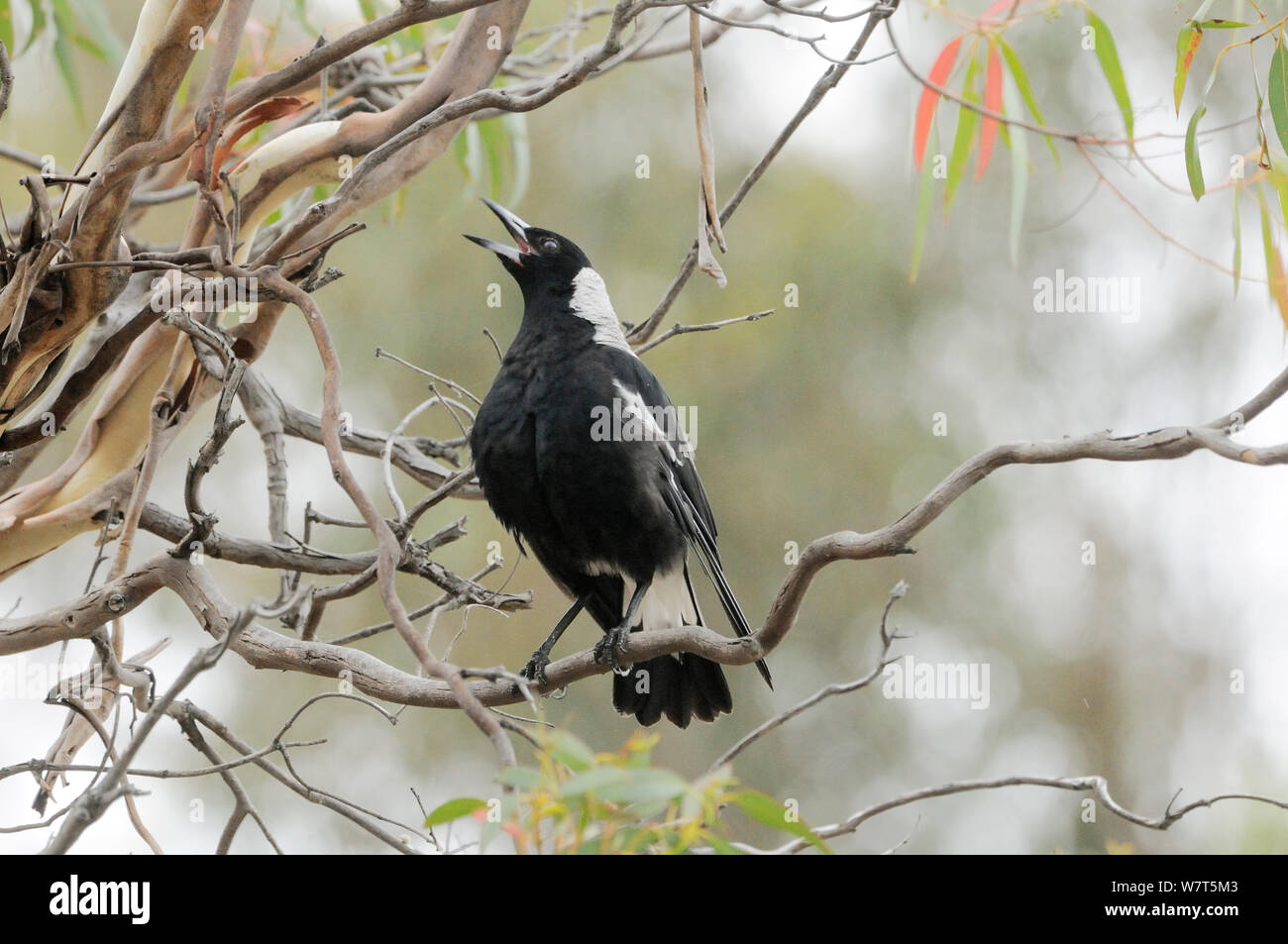 Tasmanian Gazza (Gymnorhina tibicen) cantare, Tasmania, Australia. Foto Stock