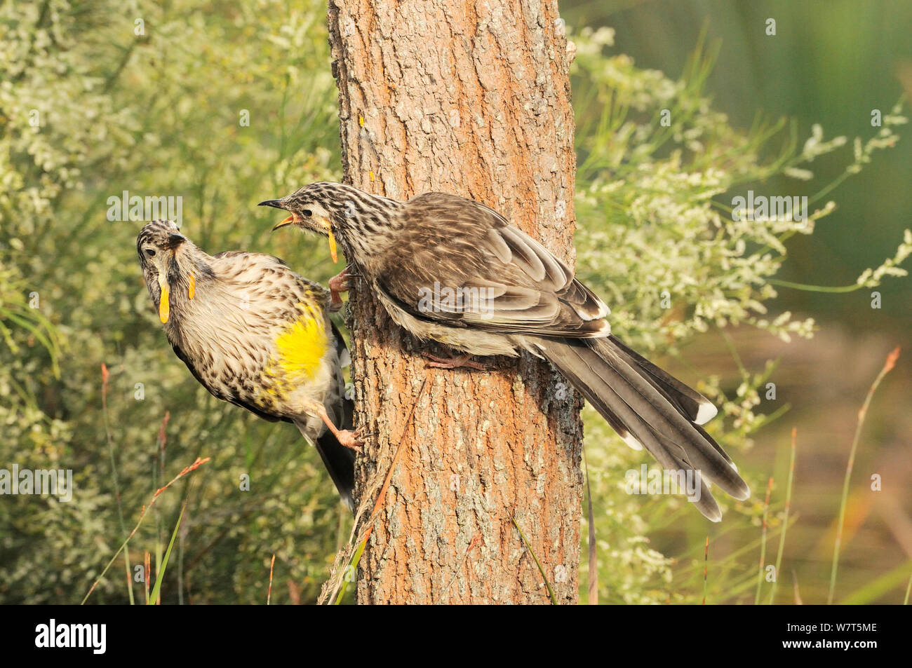 Giallo (Wattlebird Anthochaera paradoxa) coppia interagente,Tasmania, Australia, endemica in Tasmania. Foto Stock