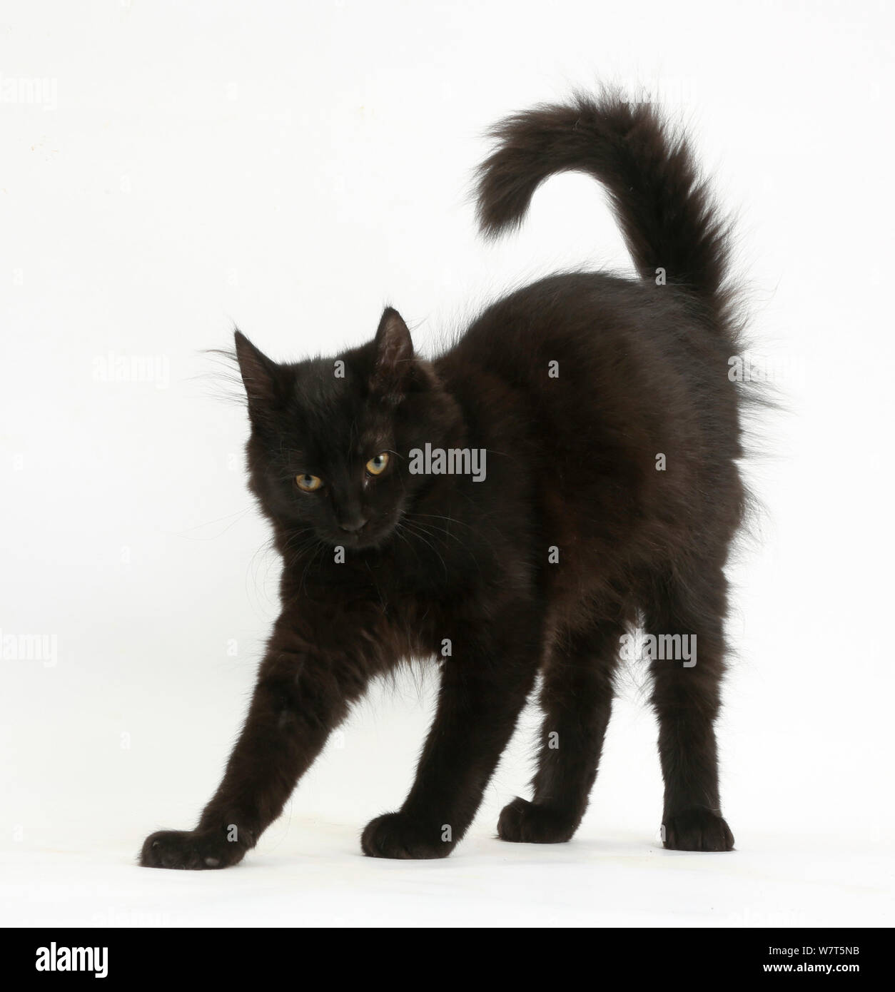 Soffice gattino nero, 12 settimane, stretching con arcate torna come una strega's cat. Foto Stock