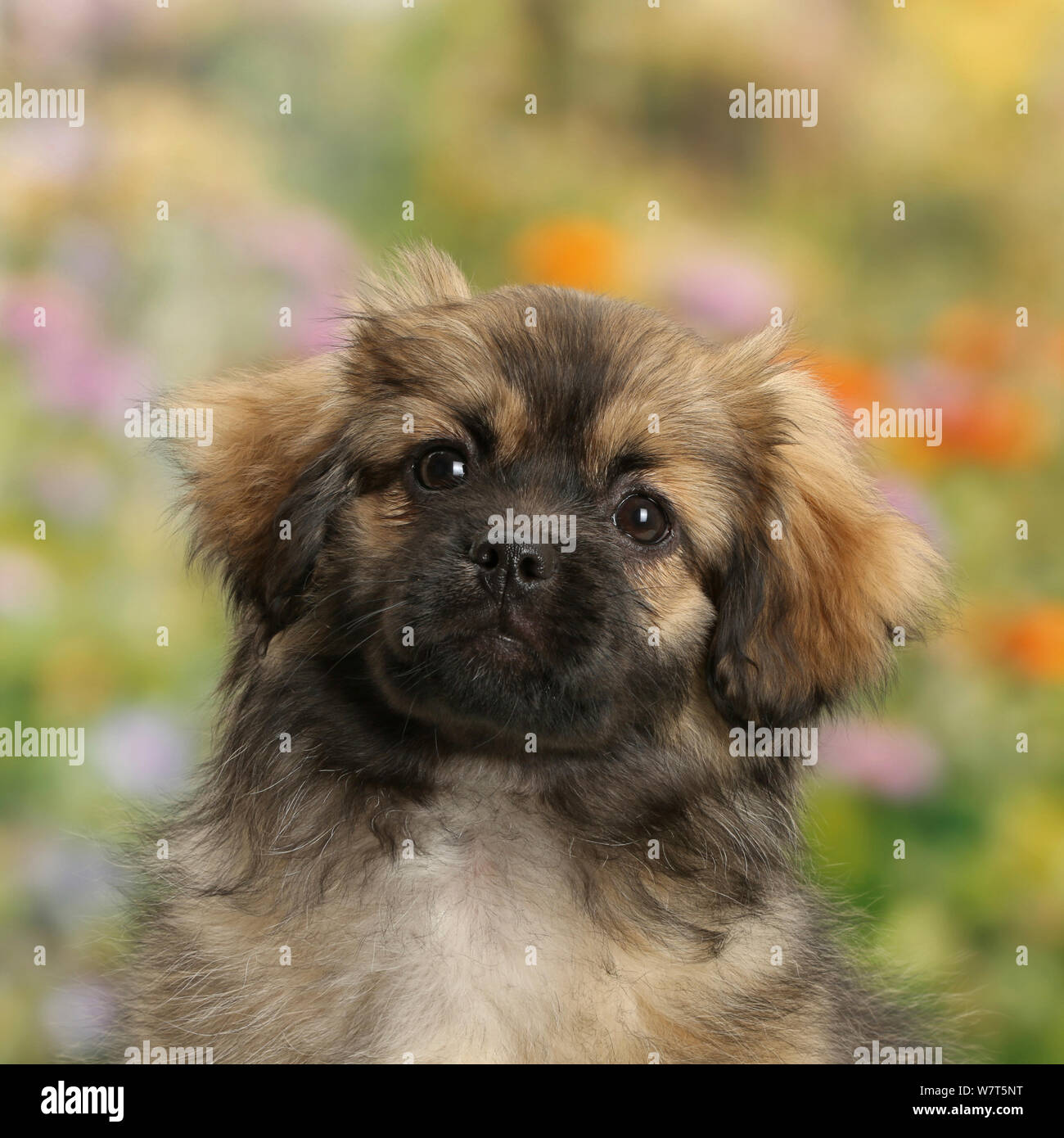Tibetan Spaniel cucciolo di cane, Il Bair, 13 settimane con sottofondo di fiori. Foto Stock