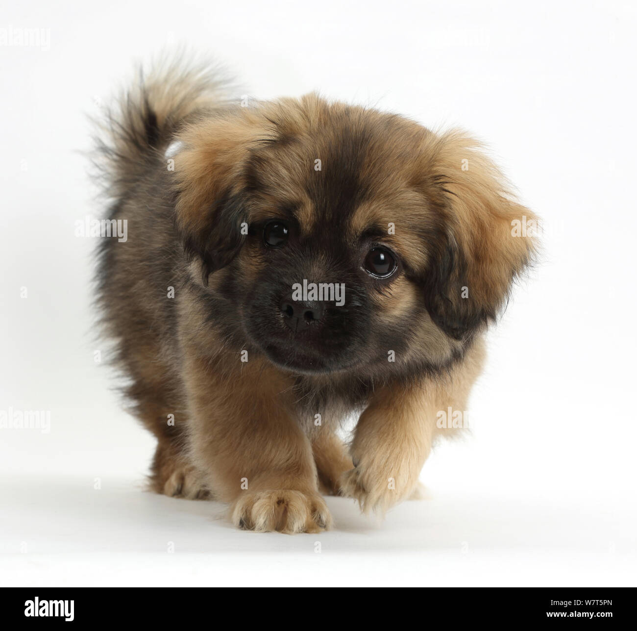 Tibetan Spaniel cucciolo di cane, Il Bair, 13 settimane. Foto Stock