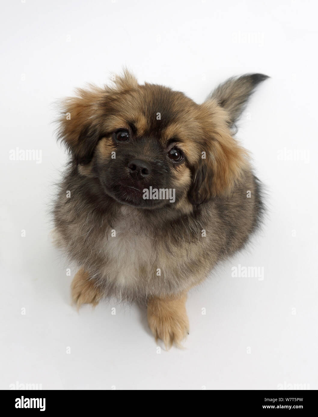 Tibetan Spaniel cucciolo di cane, Il Bair, 13 settimane, seduto, guardando verso l'alto. Foto Stock