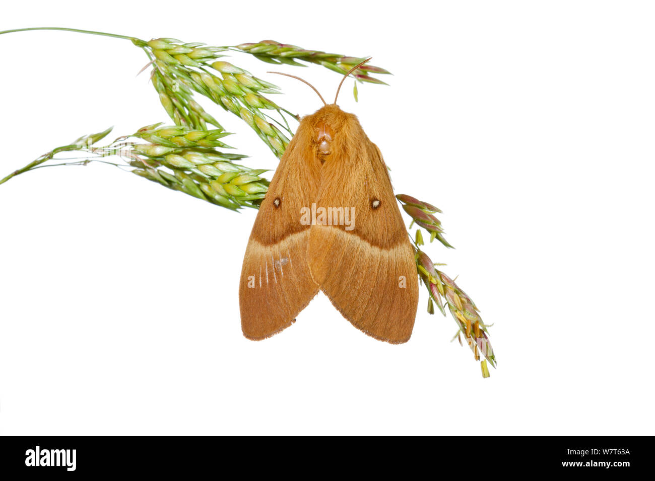 Oak eggar tarma (Lasiocampa quercus), Figueira do Outeiro, Portogallo, Agosto. Progetto Meetyourneighbors.net Foto Stock