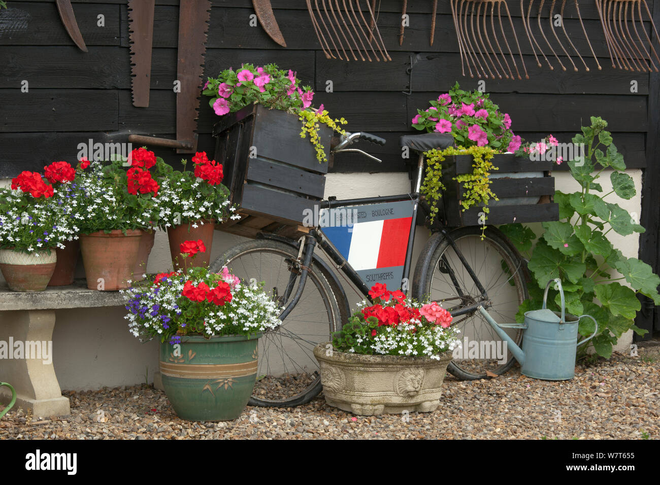 Bicicletta e vasi di fiori nel giardino, Norfolk, Inghilterra, Regno Unito, Luglio. Foto Stock