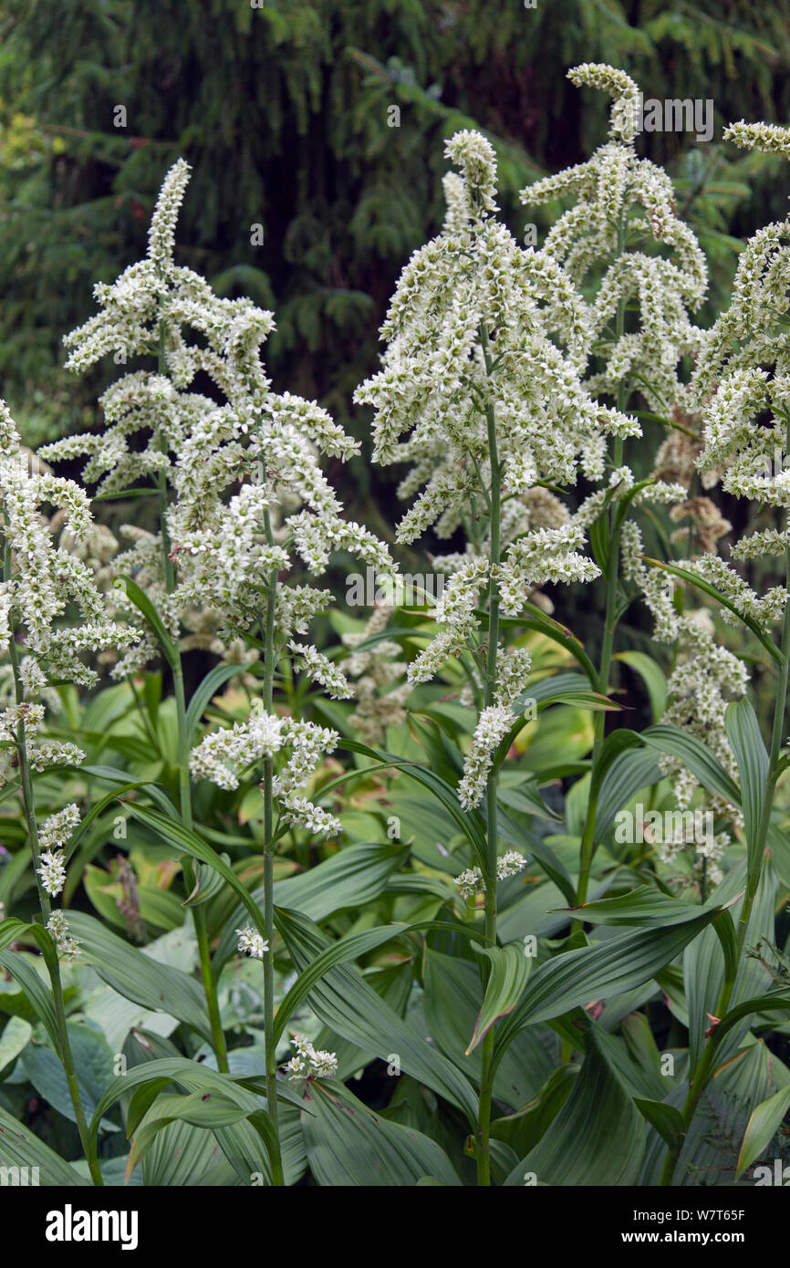 California giglio di mais (Veratrum californicum) poisionous pianta di giardino, England, Regno Unito, Agosto. Foto Stock