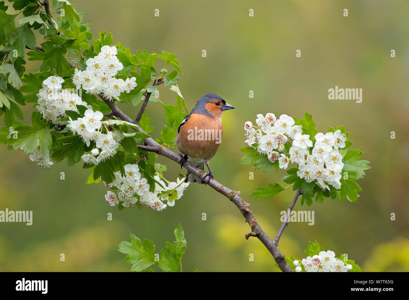 (Fringuello Fringilla coelebs) maschio su hawthorn blossom, England, Regno Unito, Giugno. Foto Stock