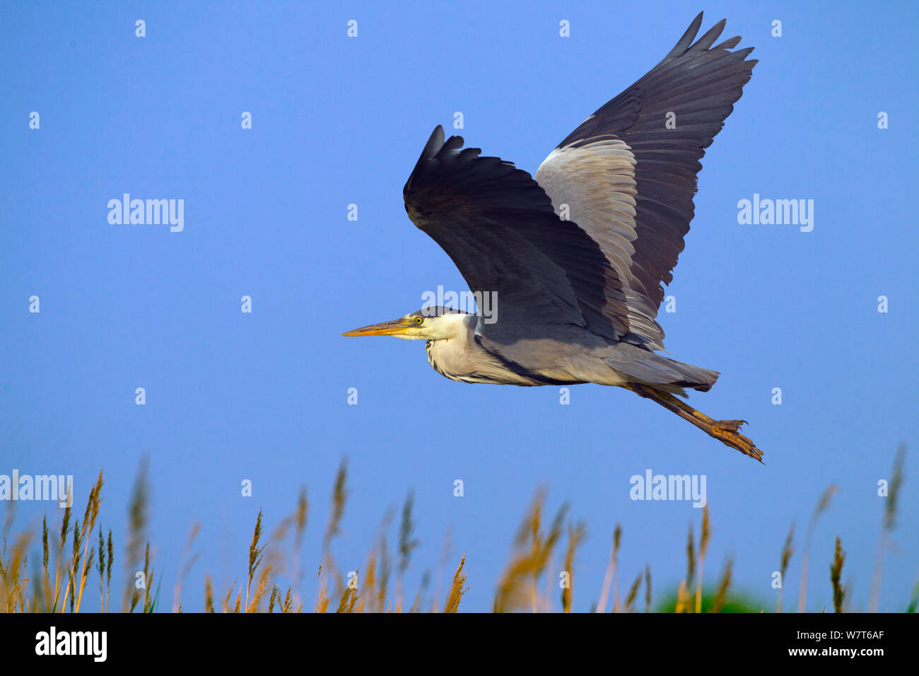 Airone rosso (Ardea cinerea) in volo su reedbed a Cley, Norfolk, Inghilterra, Regno Unito, Luglio. Foto Stock