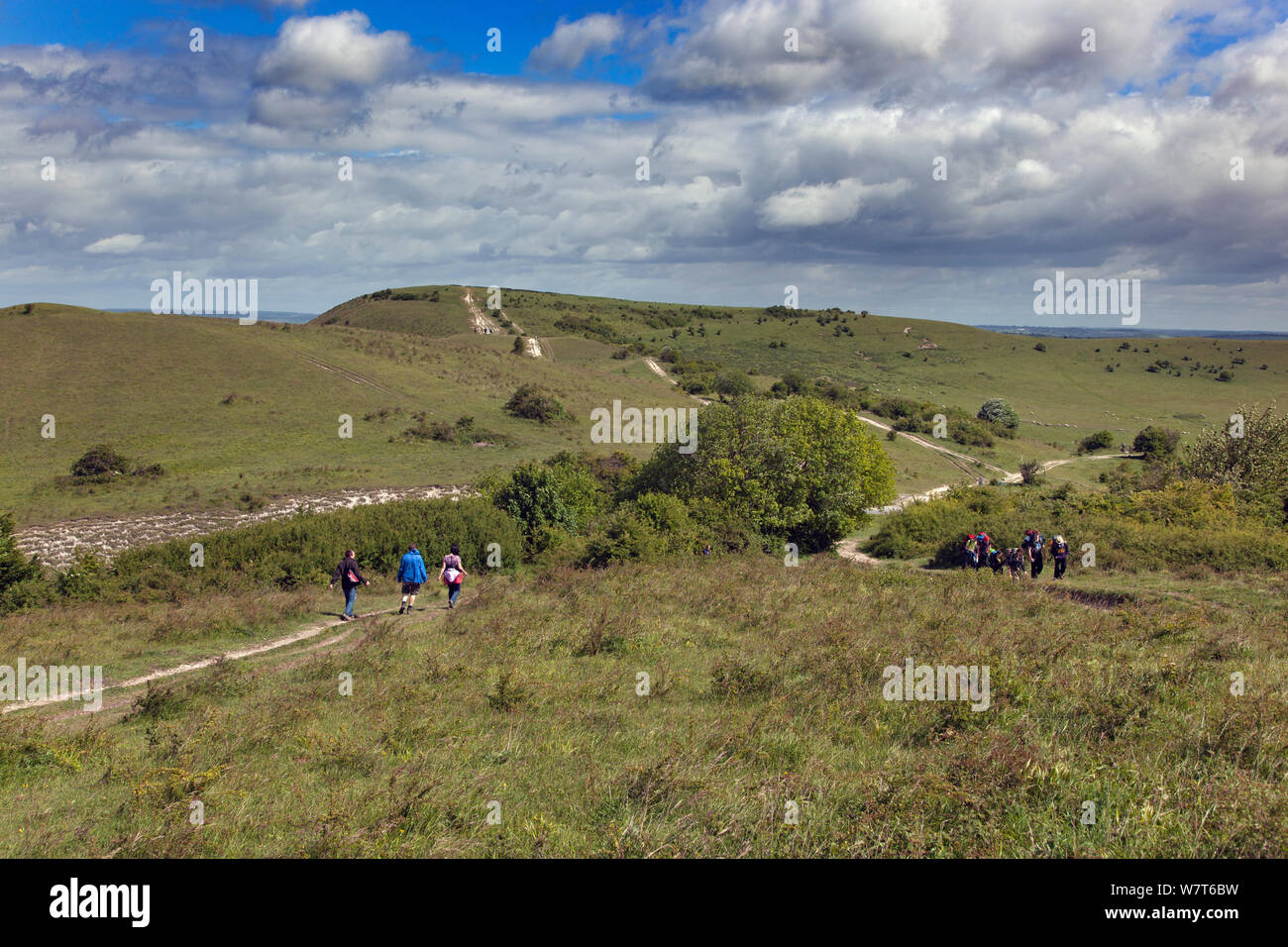 Ivinghoe Beacon, Chilterns, Buckinghamshire, Inghilterra, Regno Unito, Giugno. Foto Stock