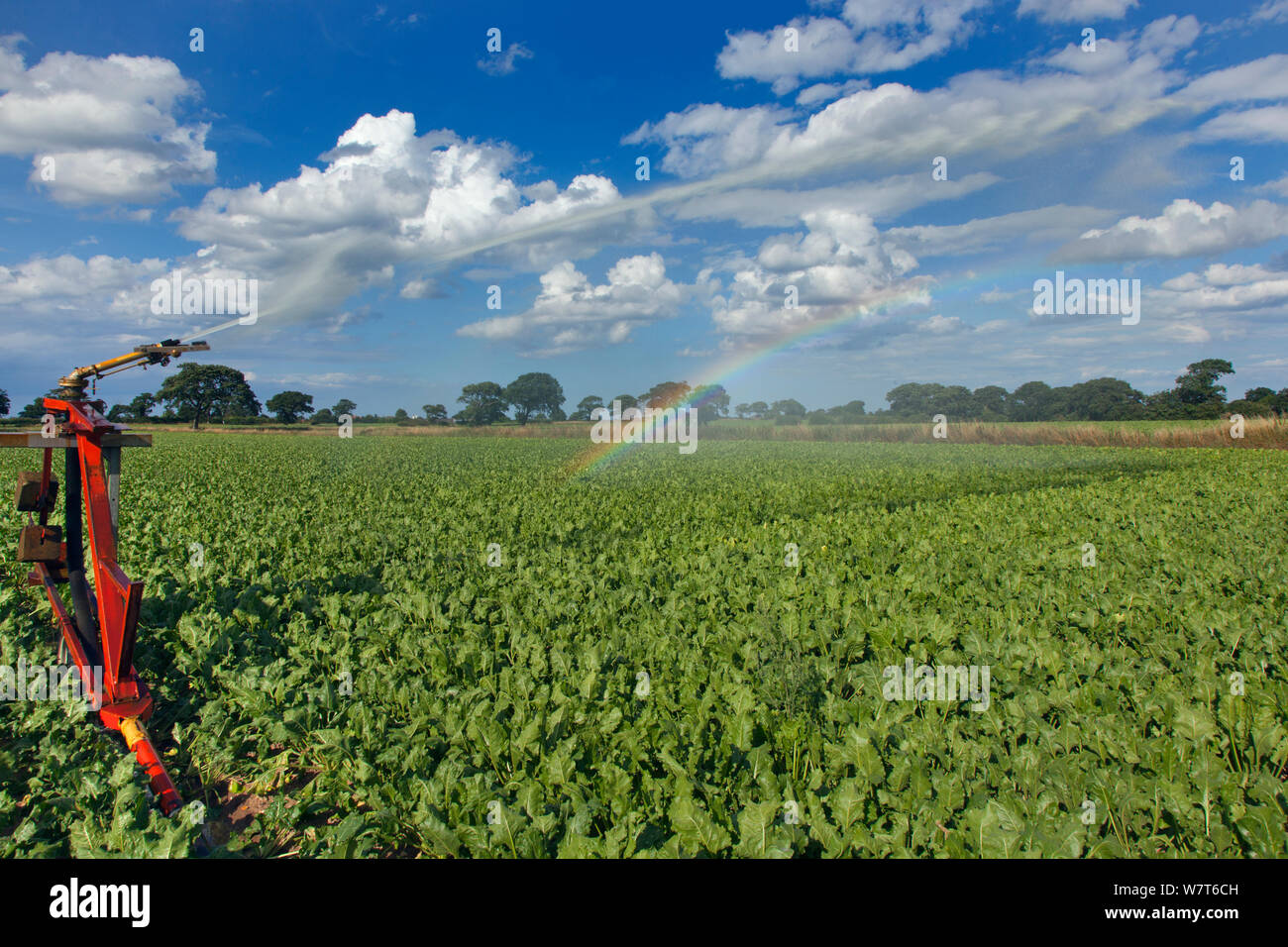 Irrigazione della barbabietola da zucchero prodotto in condizioni di siccità, Norfolk, Inghilterra, Regno Unito, Agosto 2013 Foto Stock