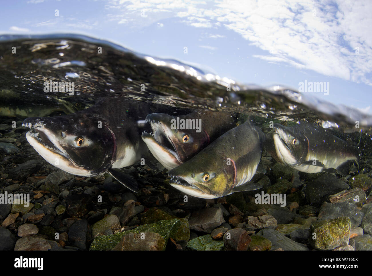 Rosa Salmone (Oncorhynchus gorbuscha) che lottano per il diritto di accoppiarsi in un piccolo fiume poco profondo, Prince William Sound, Alaska, Agosto. Foto Stock