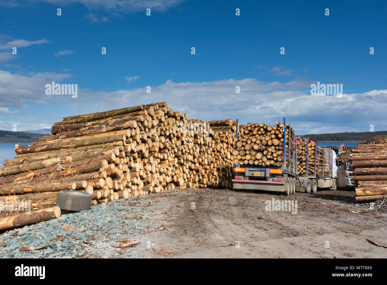 Segherie di legni di conifere pronto per il trasporto in terraferma, Isle of Mull, Ebridi Interne, Scozia, Regno Unito, maggio 2013. Foto Stock